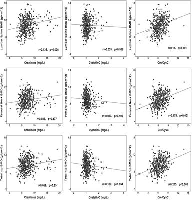 Association between the ratio of serum creatinine to cystatin C and bone mineral density in Chinese older adults patients with type 2 diabetes mellitus